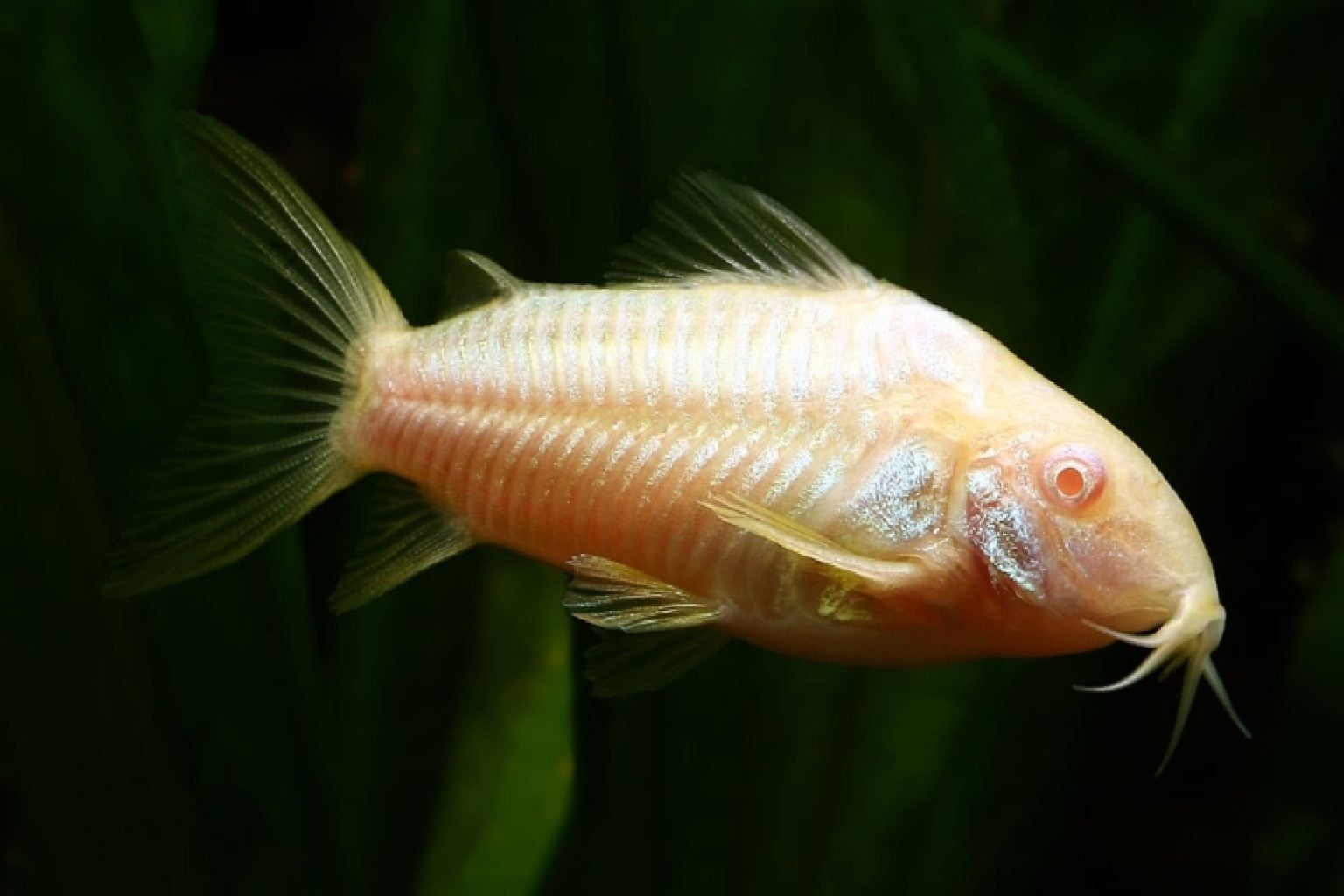 ALBINO CORYDORAS ( CB-0177 )