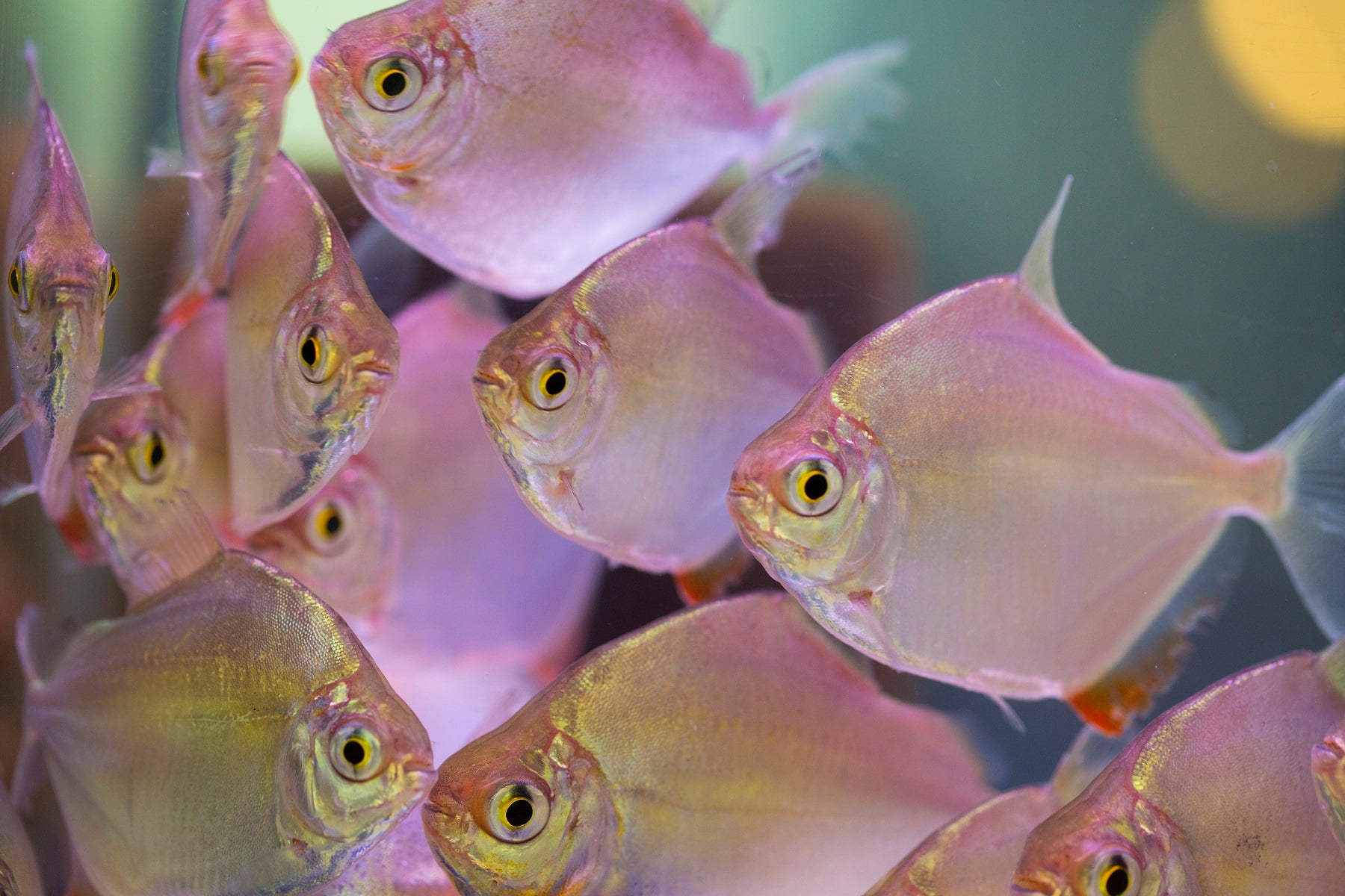 Silver Dollar ( OO-0391 )