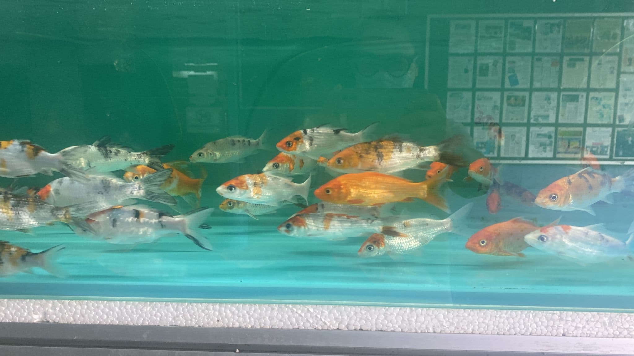 Assorted Koi