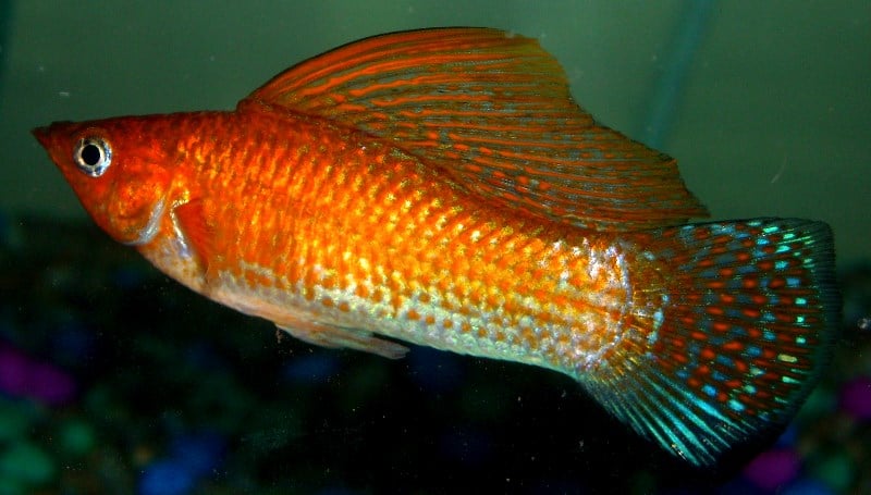 Sailfin molly