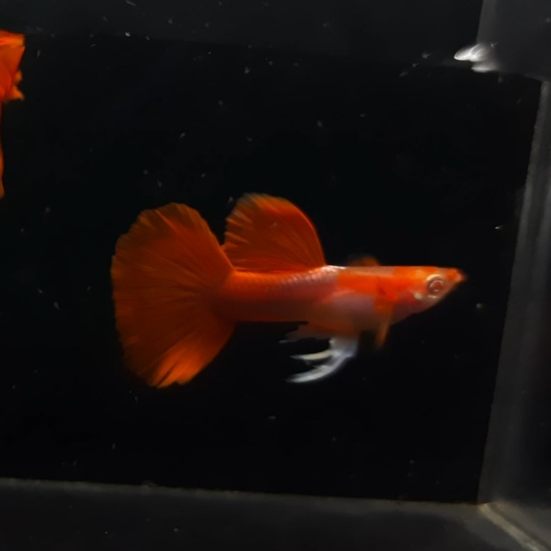 Guppy Albino Tuxedo Red White Ear
