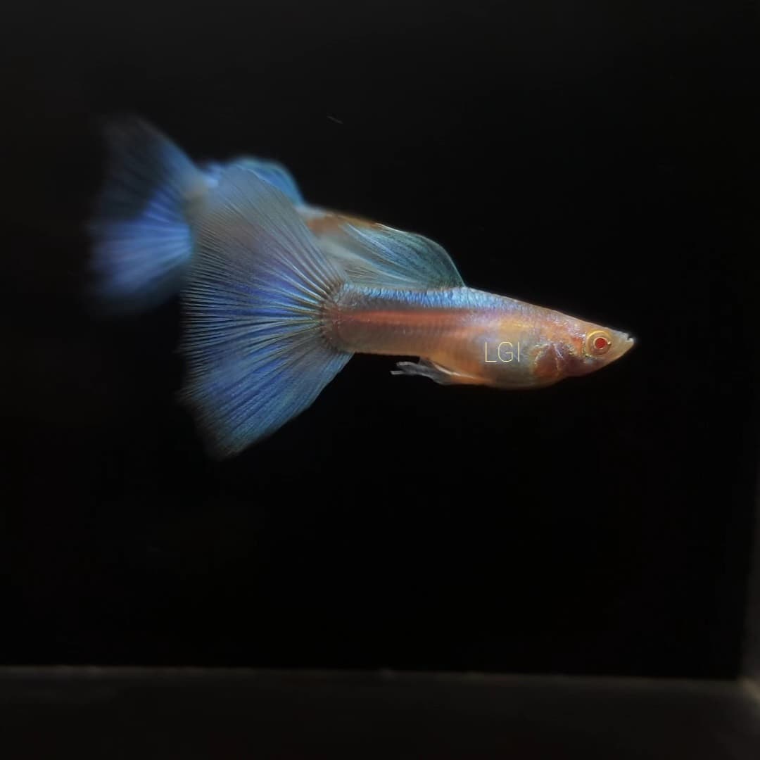 Guppy Sky Blue