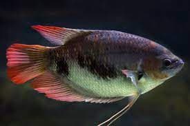 Red Giant Gourami