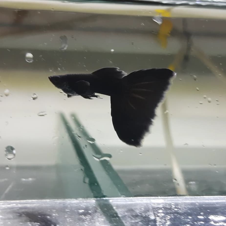 Guppy Black Moscow