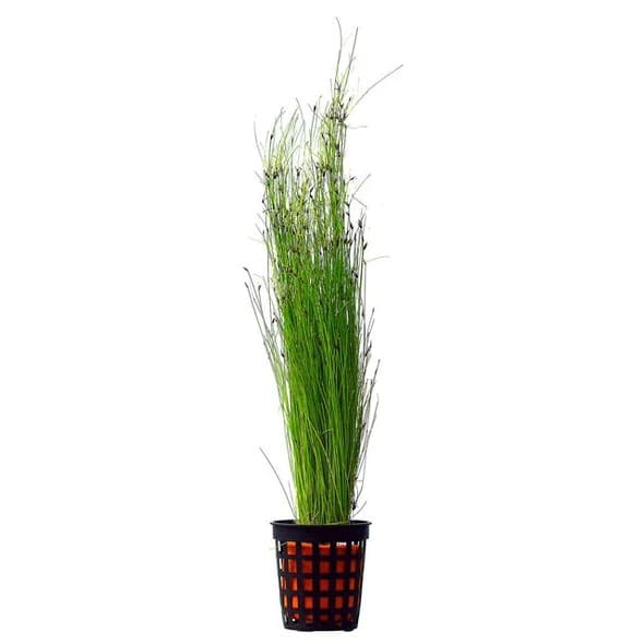 Eleocharis Vivipara
