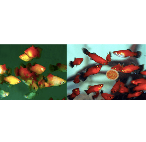 Live Feeder - Assorted Small Molly/Platy Fish