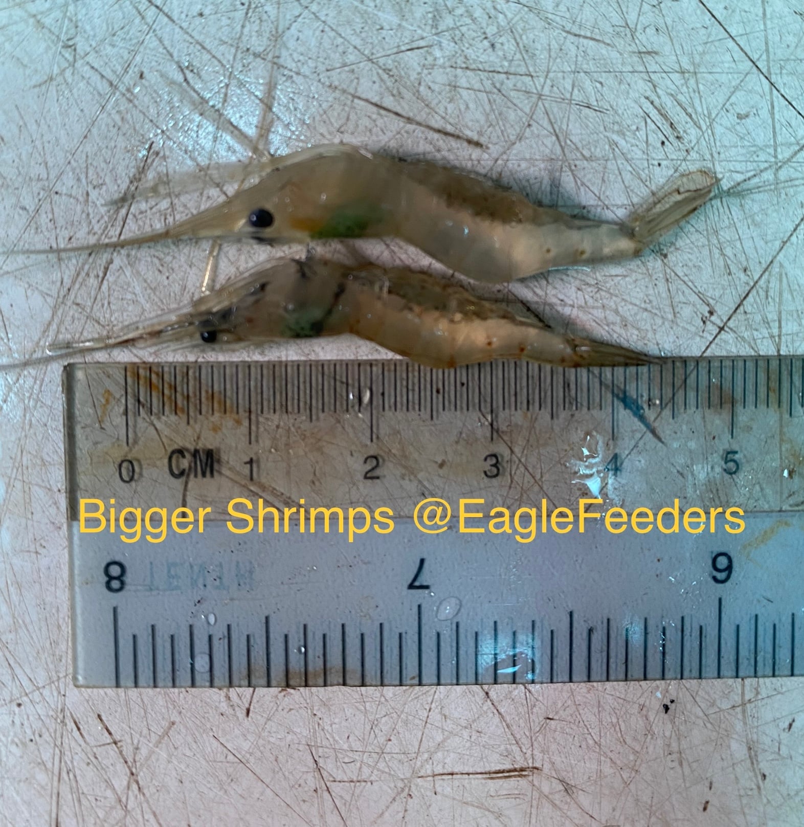 Live feed Shrimps ghost shrimps Live Feeders