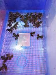 Feeder Frogs