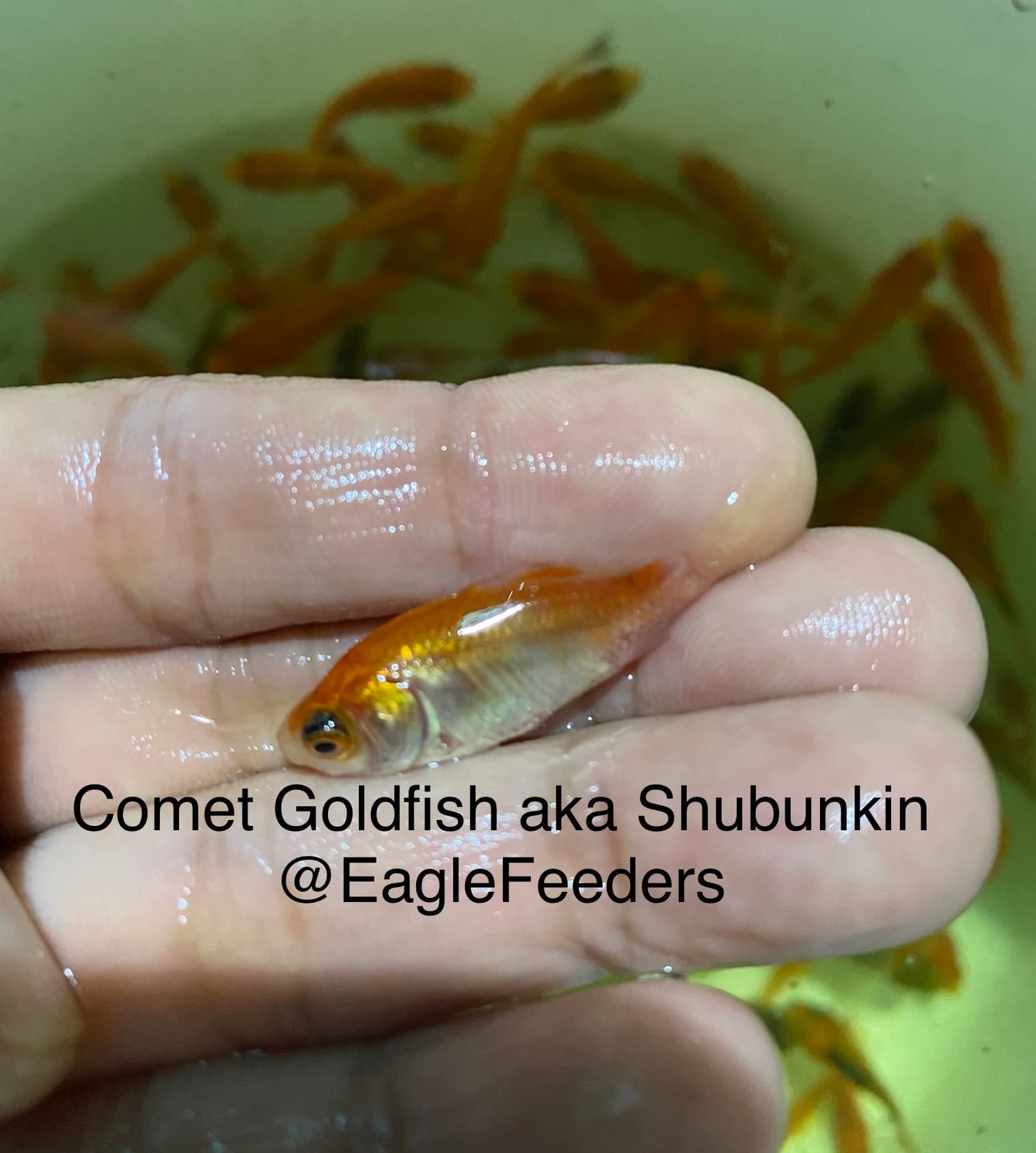 Live feed Goldfish comet goldfish aka Shubunkin feeders (3-4cm)