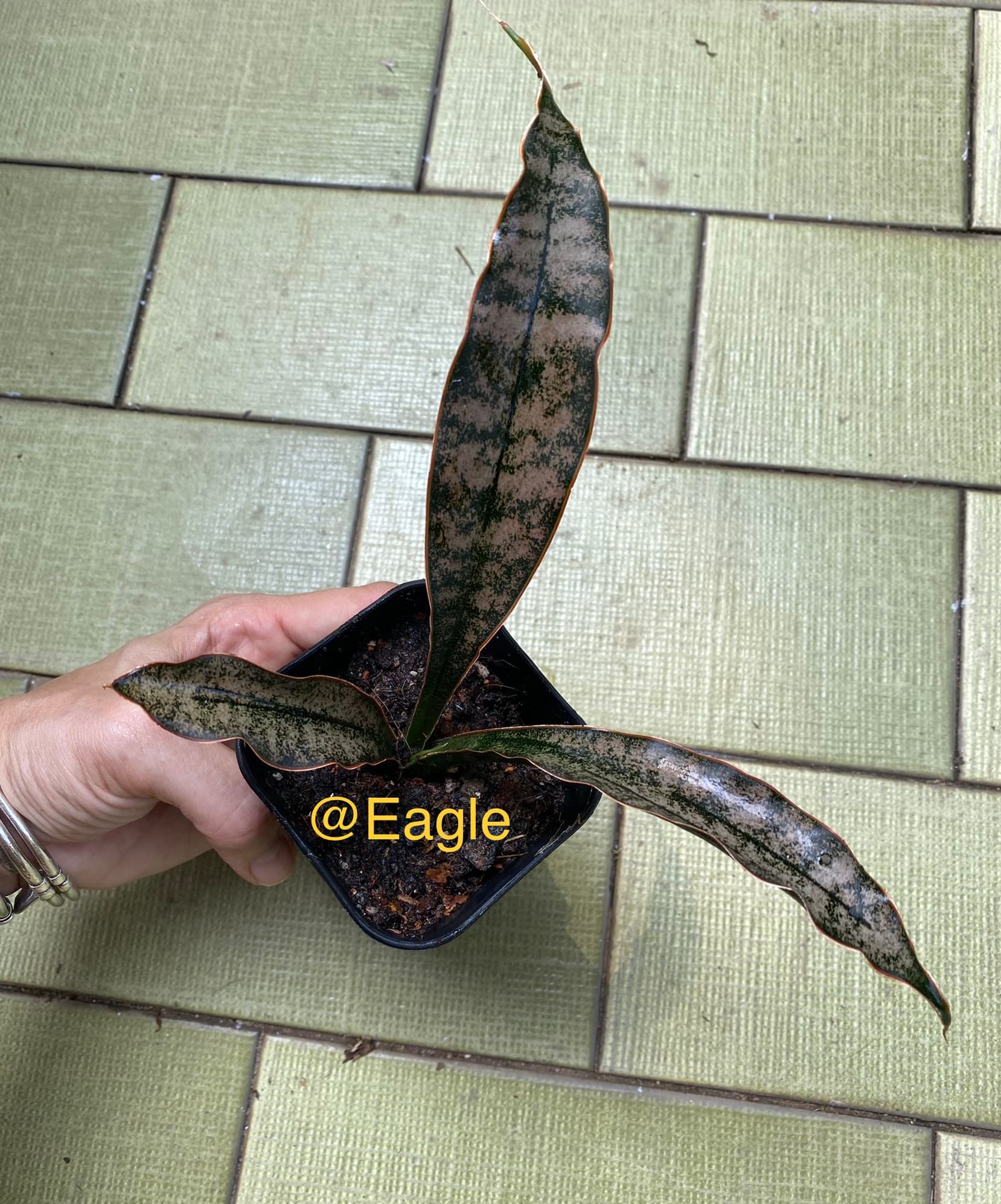 Sansevieria kirkii coppertone (plant in picture is sold, we have similar)