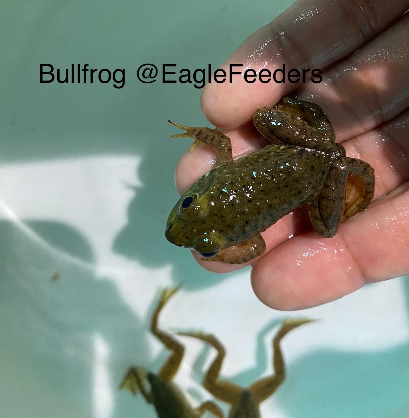 Frogs Bullfrog Live Feeders Frogs