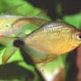Kitty Tetra - Hyphessobrycon Heliacus