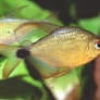 Kitty Tetra - Hyphessobrycon Heliacus