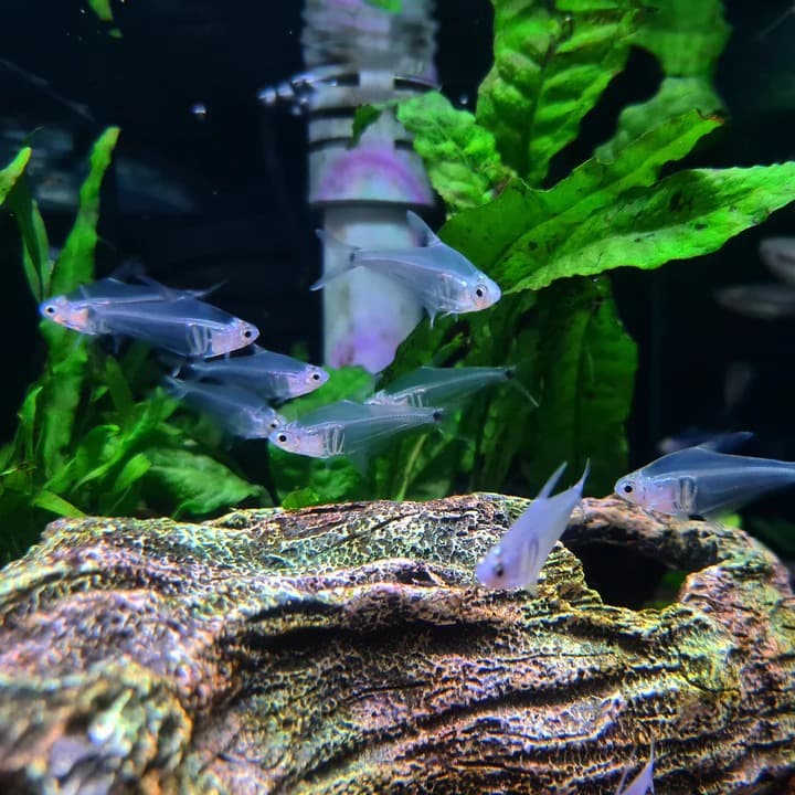 Leptagoniates Pi (crystal tetra)