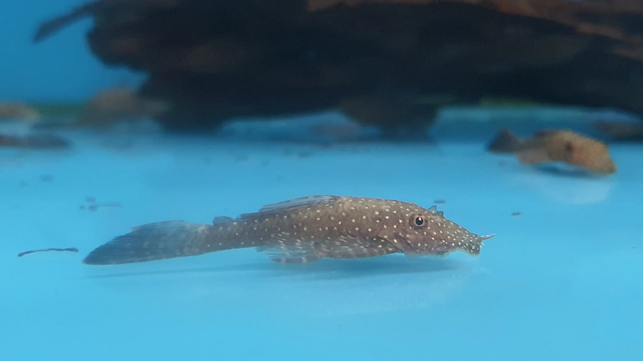 Pleco Ancistrus cirrhosus 4cm