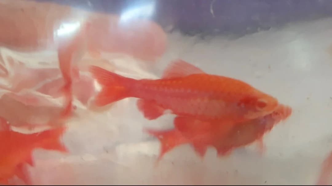 Albino cherry barb 3cm