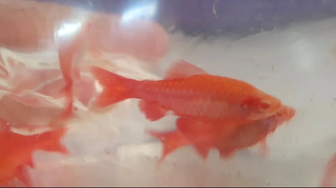 Albino cherry barb 3cm