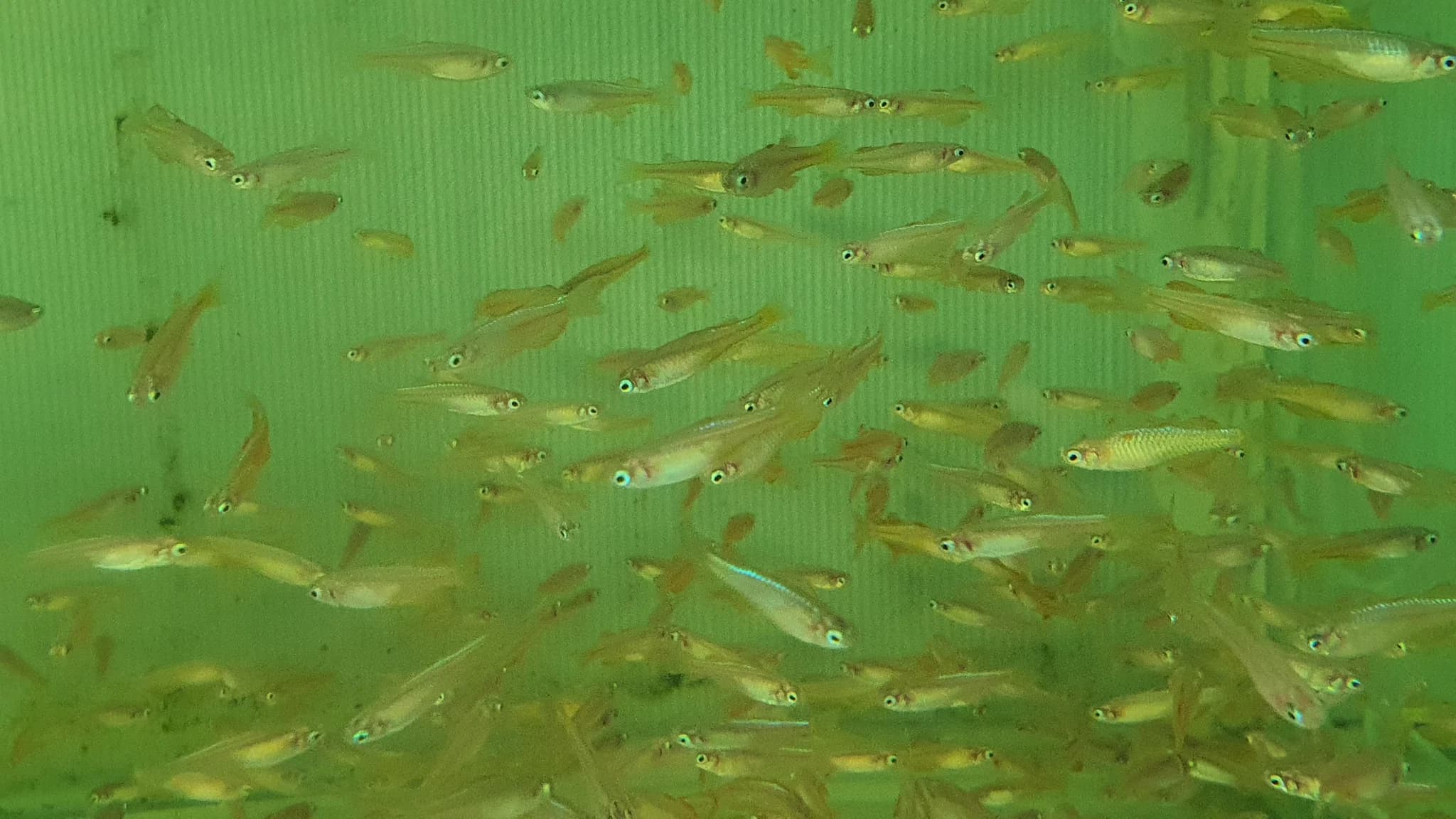 Paskai's rainbow 2.5cm x 5pc