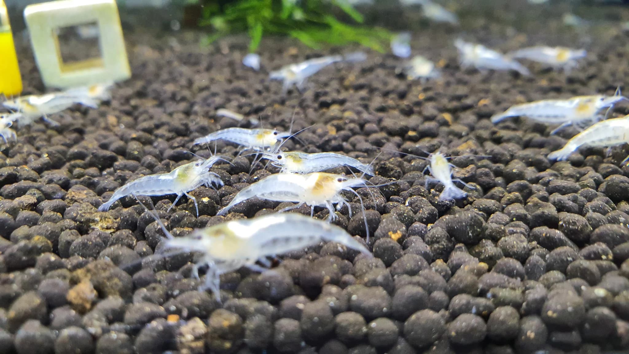 Snowball shrimp 1.5cm