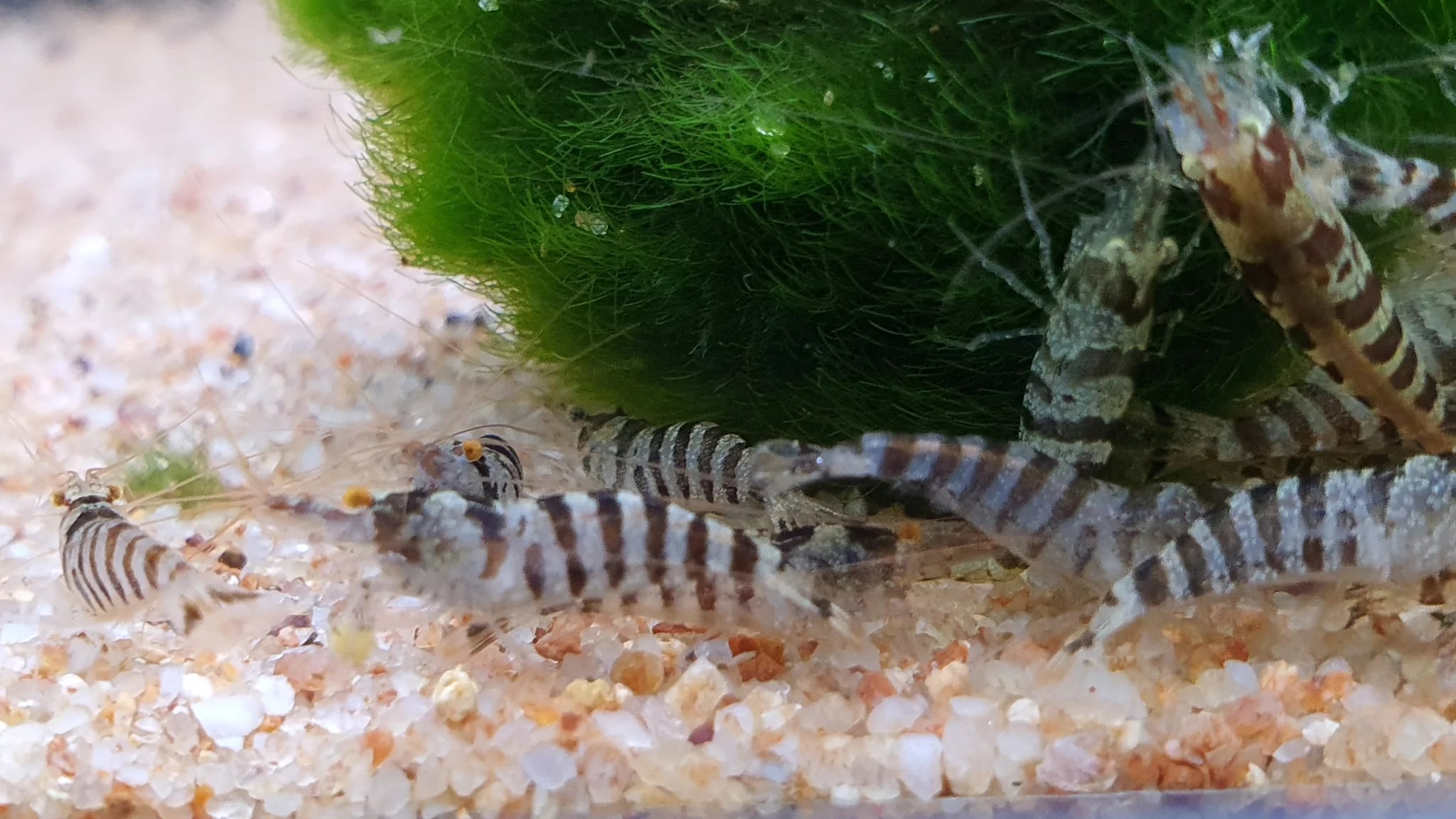 Indian zebra shrimp 1.5cm
