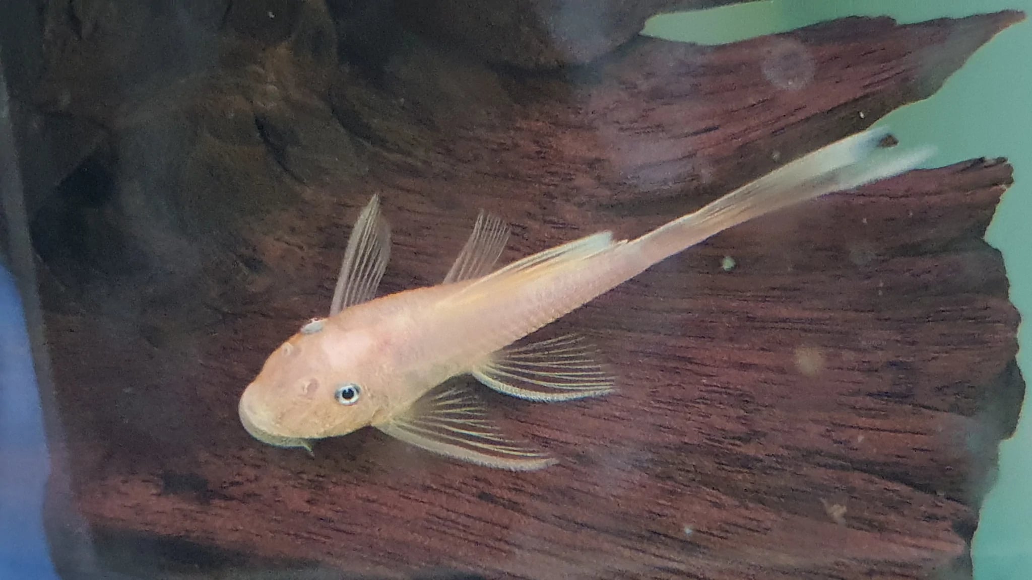 L144 blue eye longfin 4-5cm