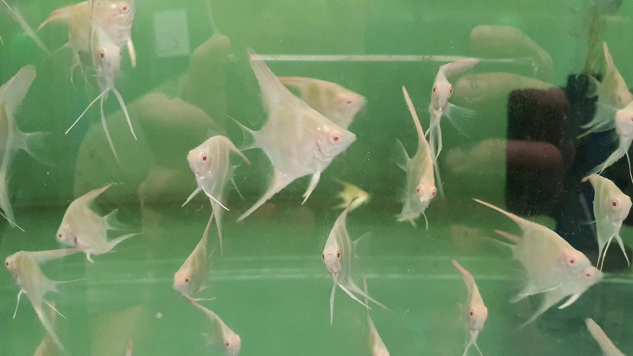 Albino dantum angel 3-4cm