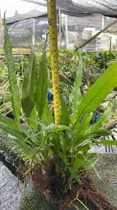Microsorium Pteropus (Tie on rock)