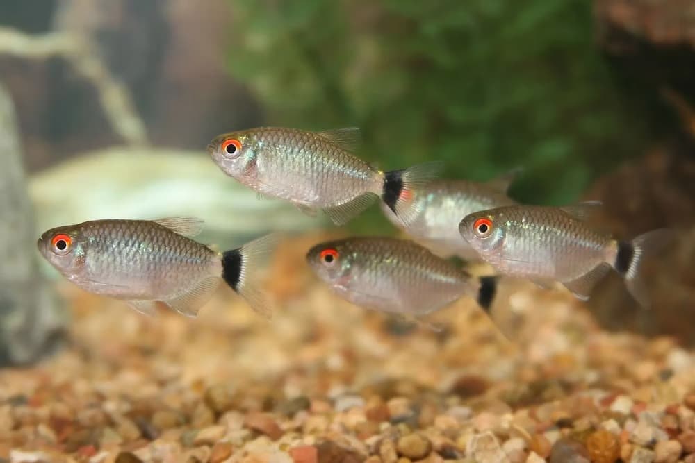 Red Eye Tetra 5pc