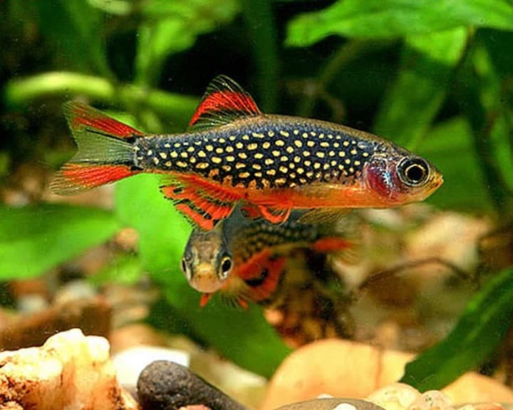 Danio Margaritatus