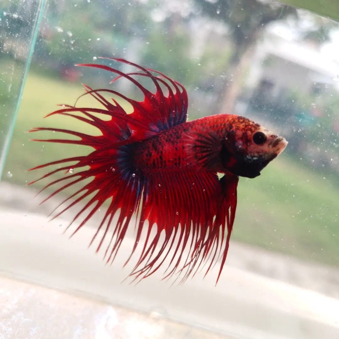 Crowntail Hellboy