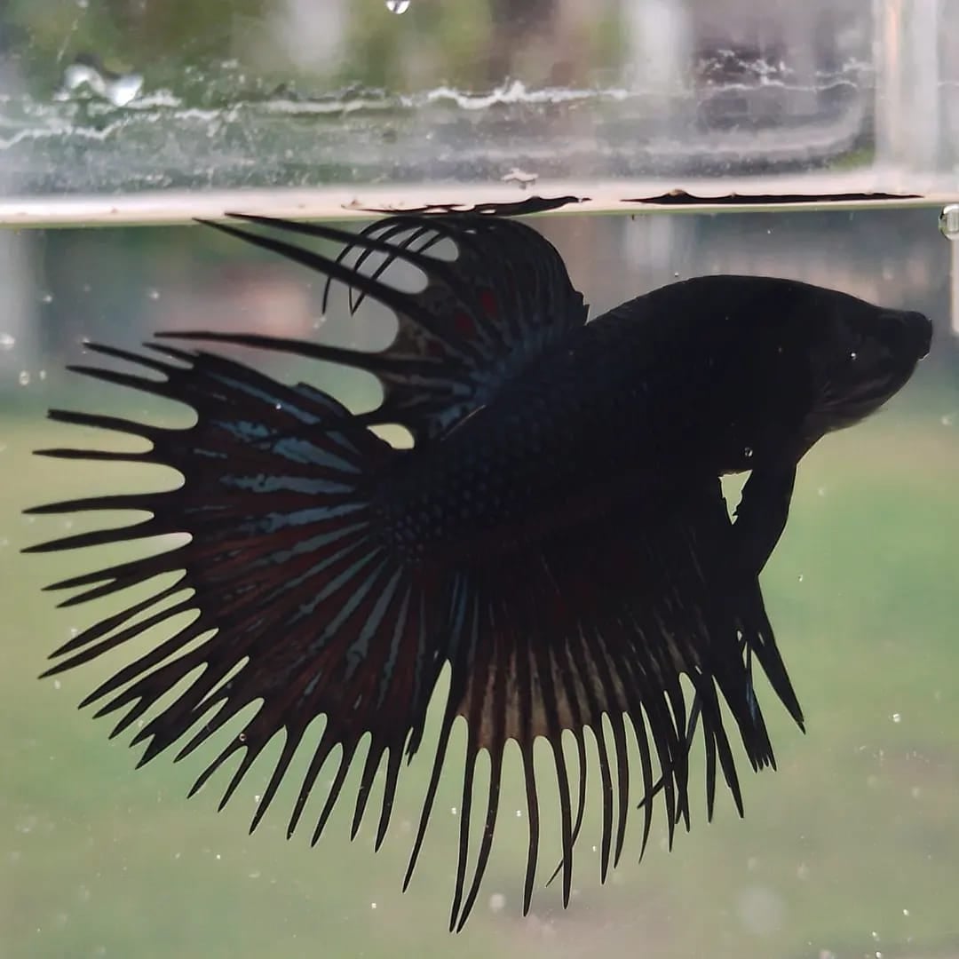 Crowntail Black Orchid
