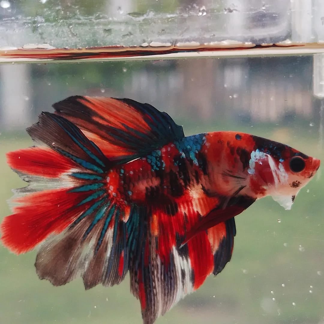 Halfmoon Rosetail Nemo
