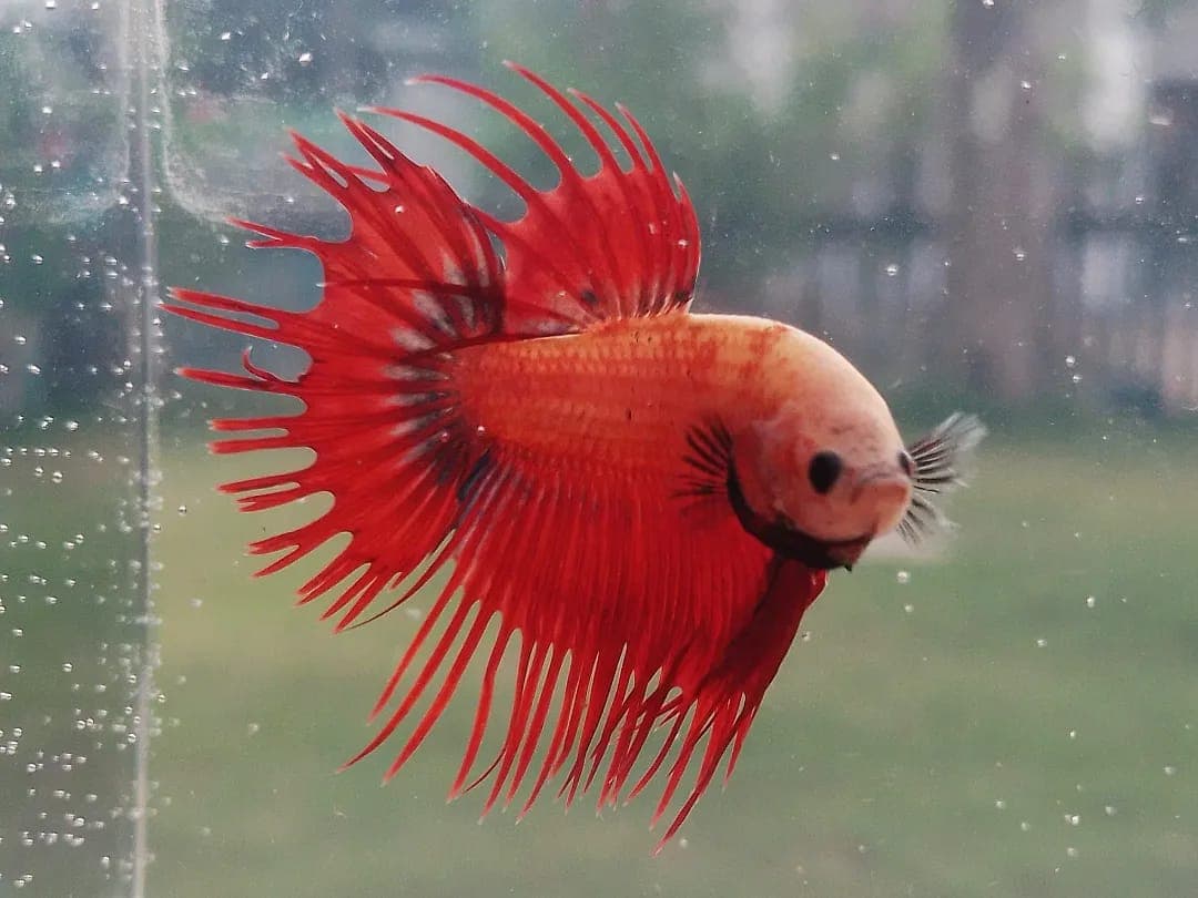 Crowntail Red Mascot