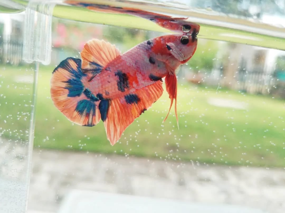 Plakat Orangebase Candy