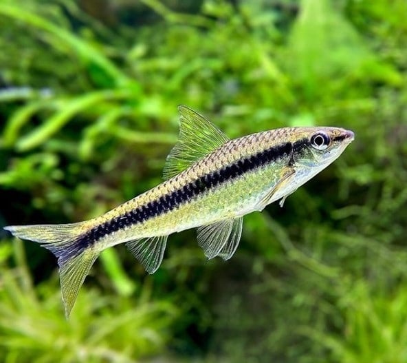 Siamese Algae Eater 10pcs