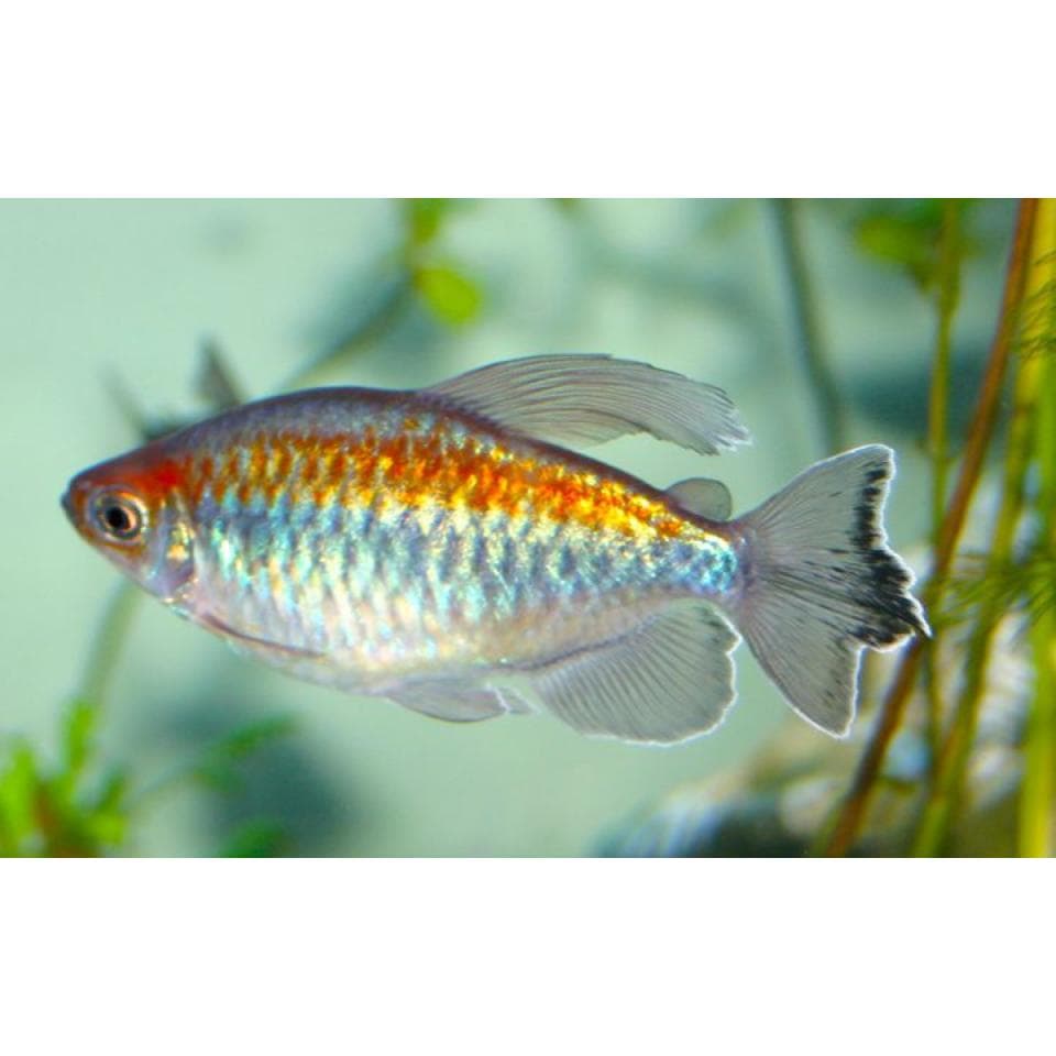 Congo Tetra