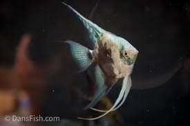 Smokey Blue Pinoy Angels