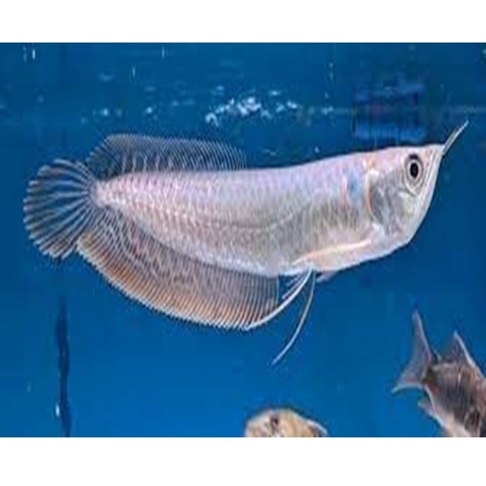 Silver arowana