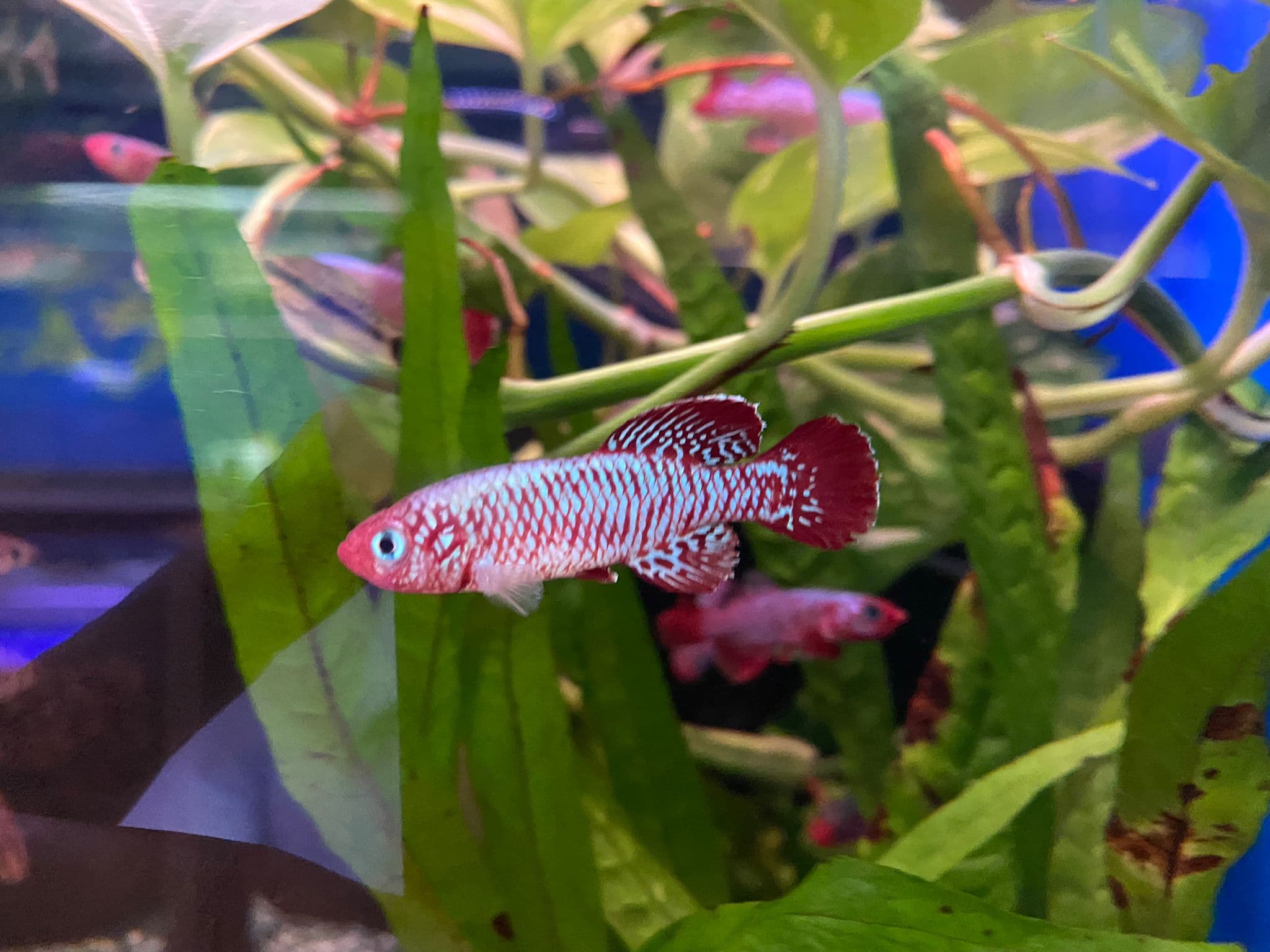 Nothobranchius Eggersi