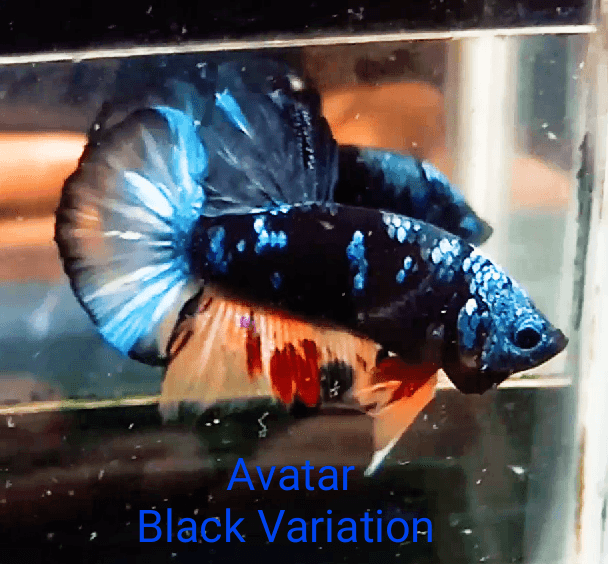 Avatar Nemo / Black Variation