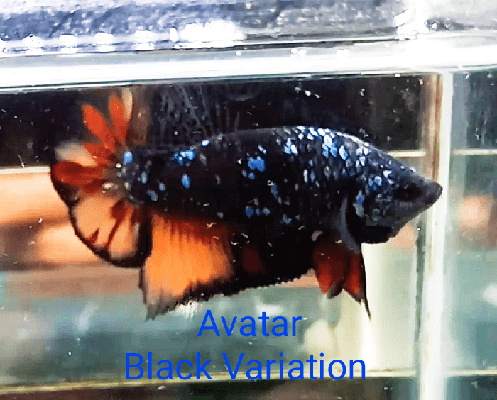 Avatar Nemo / Black Variation