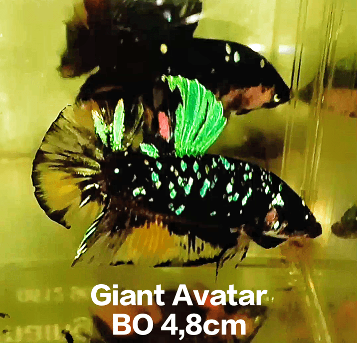 Giant Avatar Yellow Chromatic