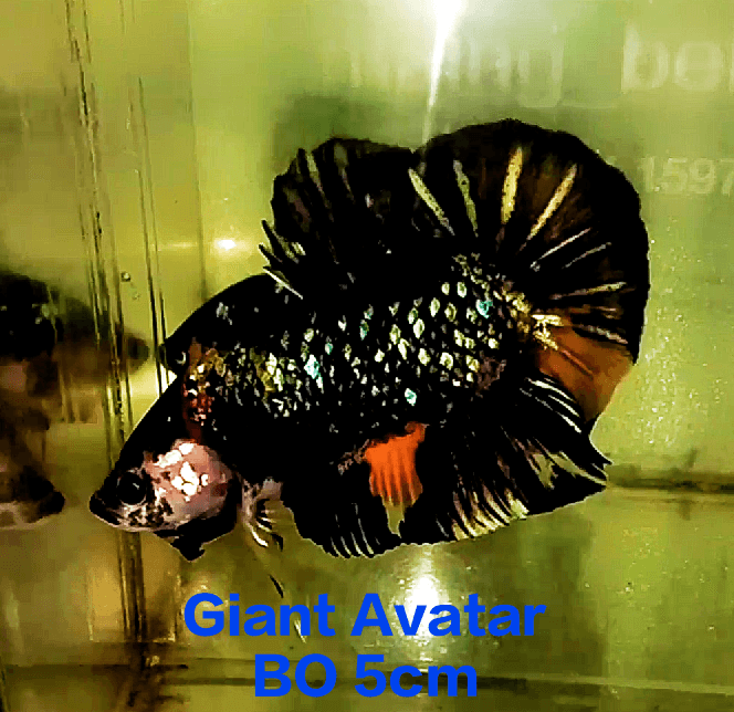 Giant Avatar Black Variation