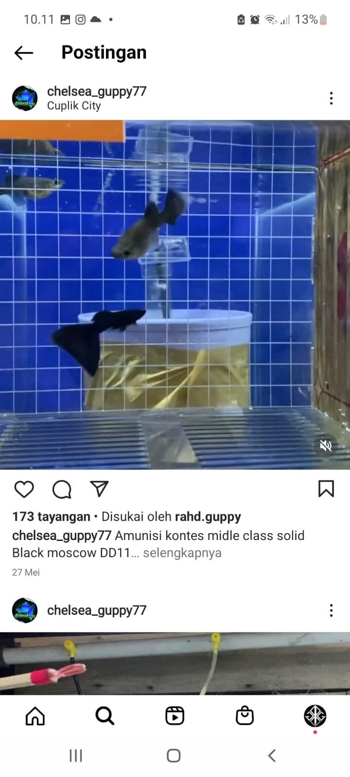 black moscow delta tail for show