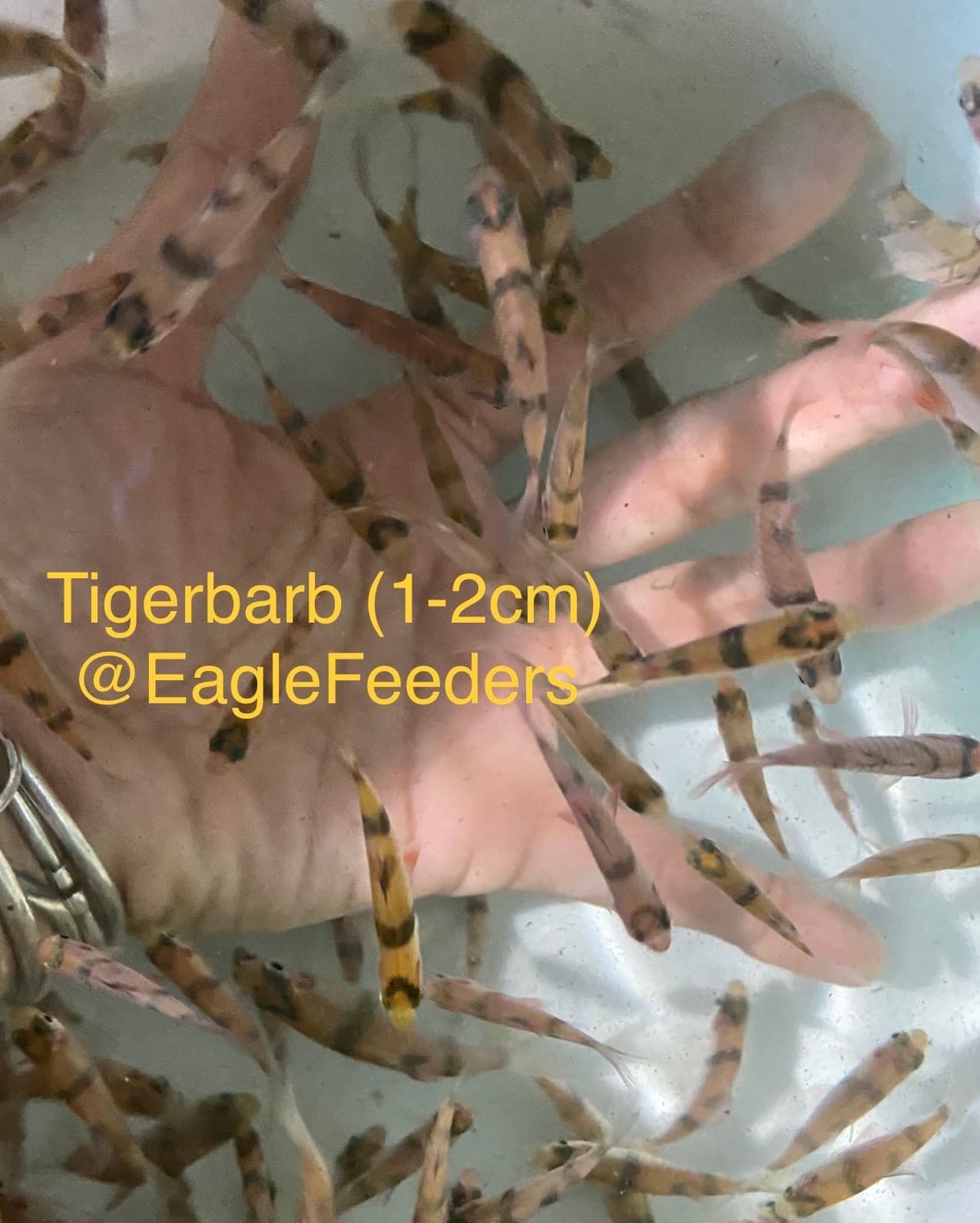 Tigerbarb Feeders