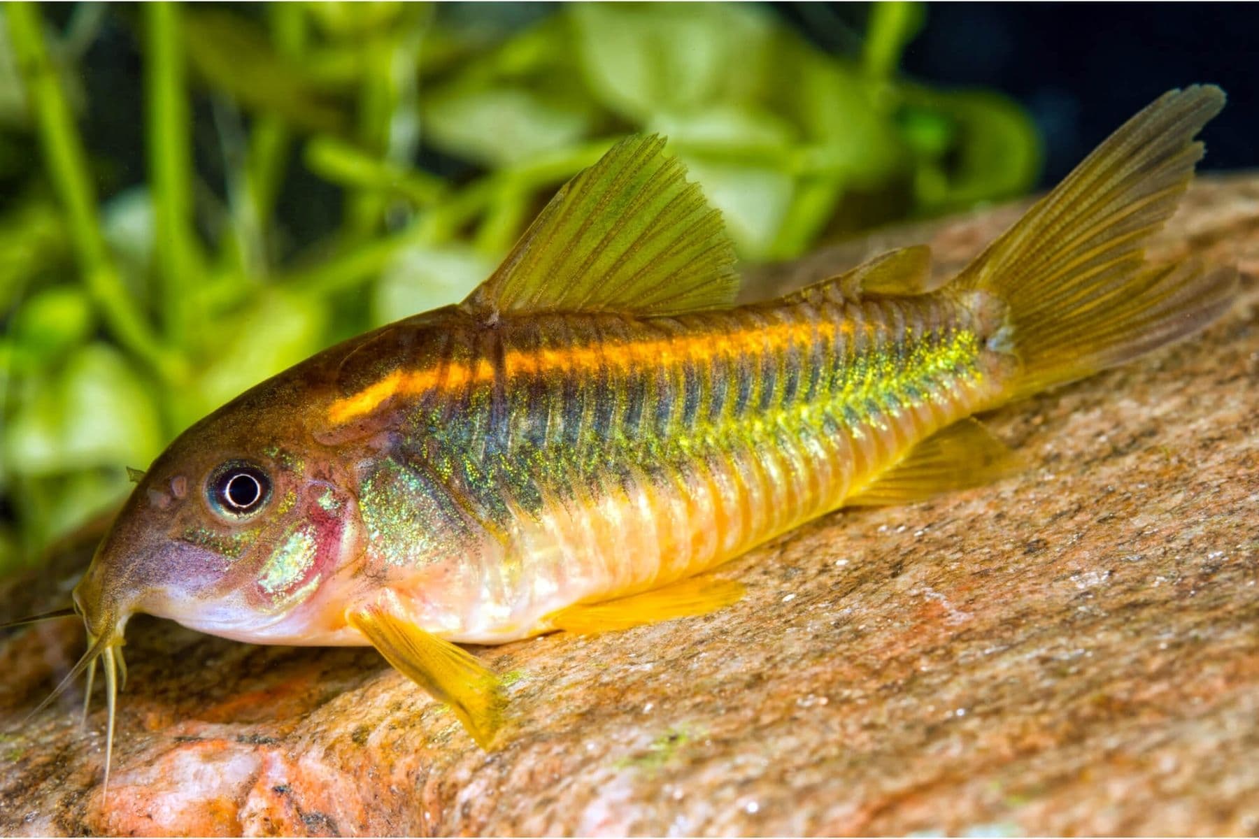 Gold Laser Corydoras