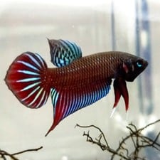 Betta Splendens