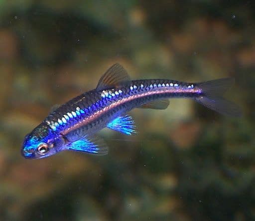 Rainbow Shiner (Notropis Chrosomus)