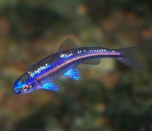 Rainbow Shiner (Notropis Chrosomus)