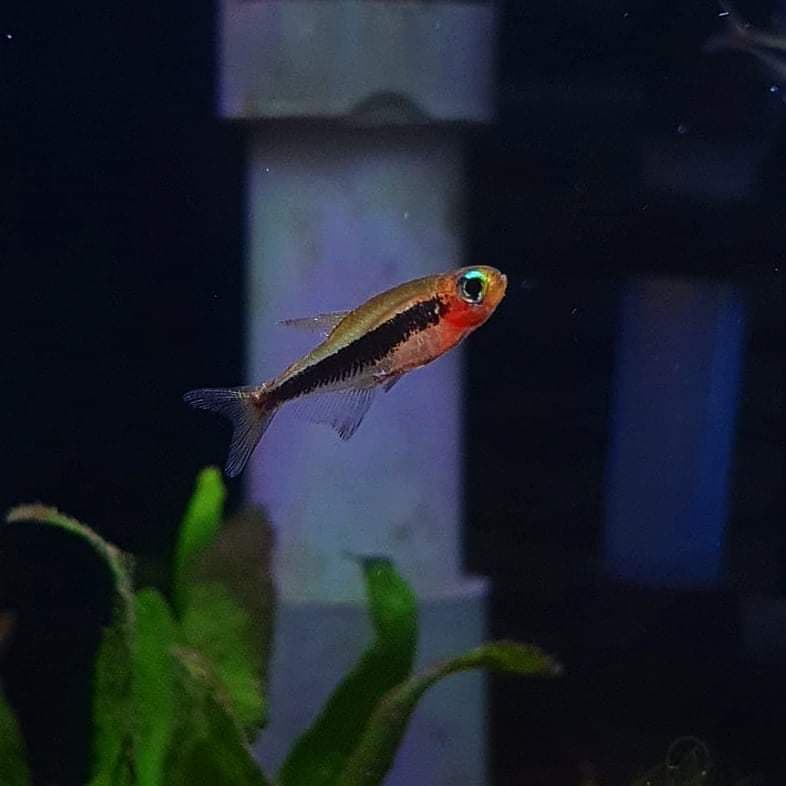 Tucano Tetra (Tucanoichthys Tucano)